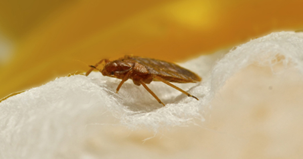 Bed Bug Cleaning Services in Staten Island
